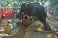 AsiaÃ¢â¬â¢s biggest cattle fair. Royalty Free Stock Photo